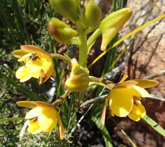 Eulophia platypetala