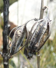 Eulophia platypetala