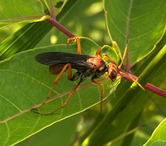 Priocnessus nuperus