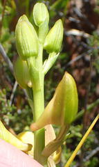 Eulophia platypetala
