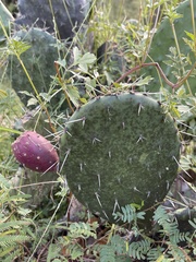 Opuntia sierralagunensis