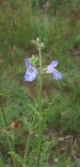 Salvia stenophylla
