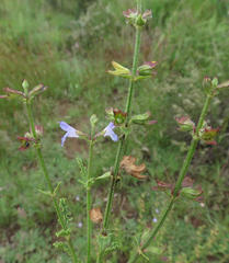 Salvia stenophylla