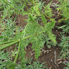 Salvia stenophylla
