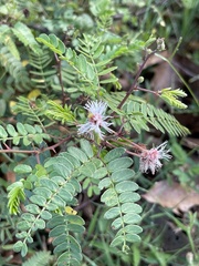 Mimosa tricephala