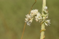 Cuscuta cuspidata