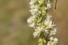 Cuscuta cuspidata
