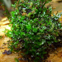 Hymenophyllum armstrongii