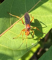 Priocnessus nuperus