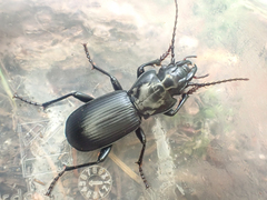 Pterostichus lama