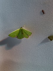 Comibaena procumbaria