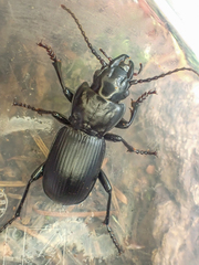 Pterostichus lama