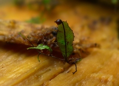 Hymenophyllum armstrongii