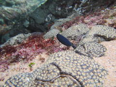 Eudistoma caeruleum