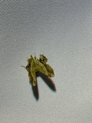 Chiasmia intermediaria