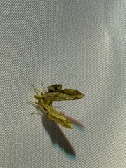 Chiasmia intermediaria