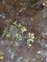 Marchantia plicata
