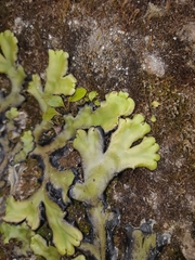 Marchantia plicata