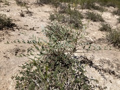 Astragalus gypsodes