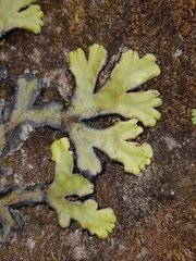 Marchantia plicata