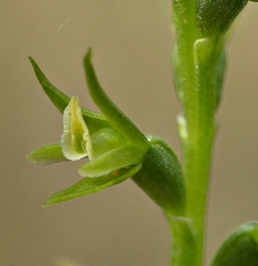 Prasophyllum pallidum