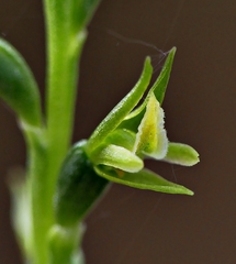 Prasophyllum pallidum