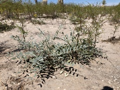 Astragalus gypsodes