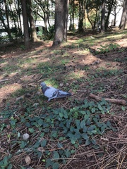 Columba livia domestica