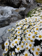 Celmisia bellidioides