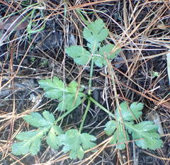 Lichtensteinia interrupta