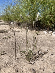 Enneapogon desvauxii