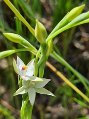Thelymitra albiflora