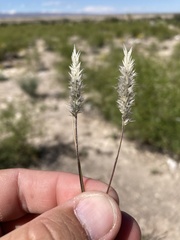 Enneapogon desvauxii