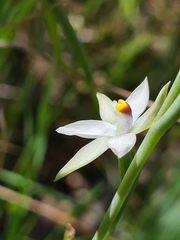 Thelymitra albiflora