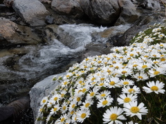 Celmisia bellidioides