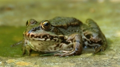 Pelophylax