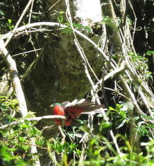 Apaloderma narina