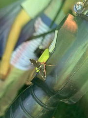 Piletocera aegimiusalis