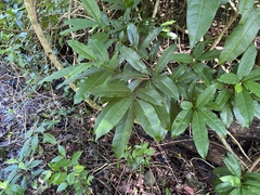 Sideroxylon foetidissimum