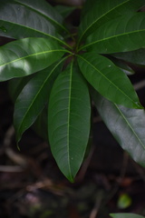 Sideroxylon foetidissimum