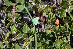 Callophrys viridis