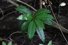 Sideroxylon foetidissimum