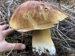 Boletus edulis grandedulis