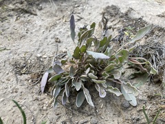Abronia nealleyi