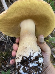 Boletus edulis grandedulis