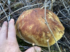 Boletus edulis grandedulis