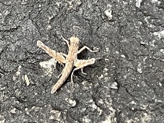 Teicophrys fusiformis