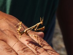 Empusa