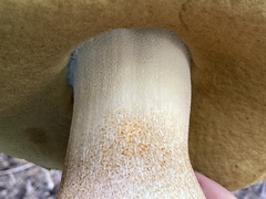 Boletus edulis grandedulis