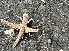 Teicophrys fusiformis